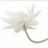 Lilly Flower, profile picture