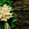 SlideShare profile picture for @antibody