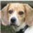 BeagleMom, profile picture