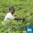 Cassava Weed Management Project, profile picture
