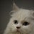 Christina Hsu, profile picture