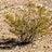 Creosotebush, profile picture