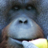 DEZOOS S.L., profile picture