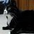 BlackCat BadKitten, profile picture