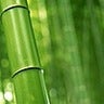 House of Bamboo, profile picture