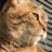 IgaHironobu, profile picture