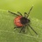 Conference to Develop a Federal Framework on Lyme Disease, profile picture