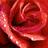 madhuparna bhowmik, profile picture