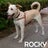 RockyVet, profile picture