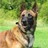 Ruidoso Malinois, profile picture