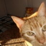 SlideShare profile picture for @til