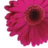 The Blossom Shoppe Florist and Gifts, profile picture