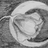 WistfulRose, profile picture