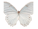Polyphemus Morpho, profile picture