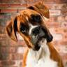 Allivet PetPharmacy