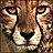 Cheetah Development, profile picture