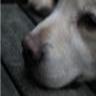 SlideShare profile picture for @creeds