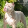 Ednaldo Silva Profile