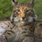 galinalynx, profile picture