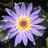 Duy, Vo Hoang, profile picture