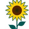 Irish Hospice  Foundation , profile picture
