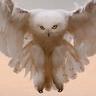 Owly Eyes, profile picture