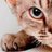 Luis Hamilton Arruda, profile picture