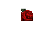 MIRANDA, profile picture