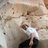 Meir Maor, profile picture