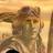 GCWUS, profile picture