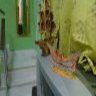 Nuradeng Deraseh Profile