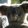 WWF-Australia, profile picture