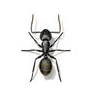 SlideShare profile picture for @pests