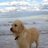 Pippi Labradoodle, profile picture