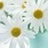 Little Daisy, profile picture