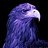 Purple Eagle, profile picture