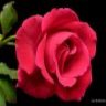 Rose Isma Profile