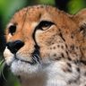 Education-cheetah, profile picture
