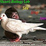 Student Wilsonsbiologylab, profile picture
