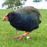 takahe2, profile picture