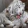 تيغري أبيض, profile picture