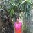 Vanitha Chandru, profile picture