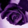 Violet Flower, profile picture
