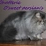 o'sweet persian's, profile picture