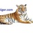 webshoptiger, profile picture