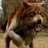 Wolf Dark, profile picture
