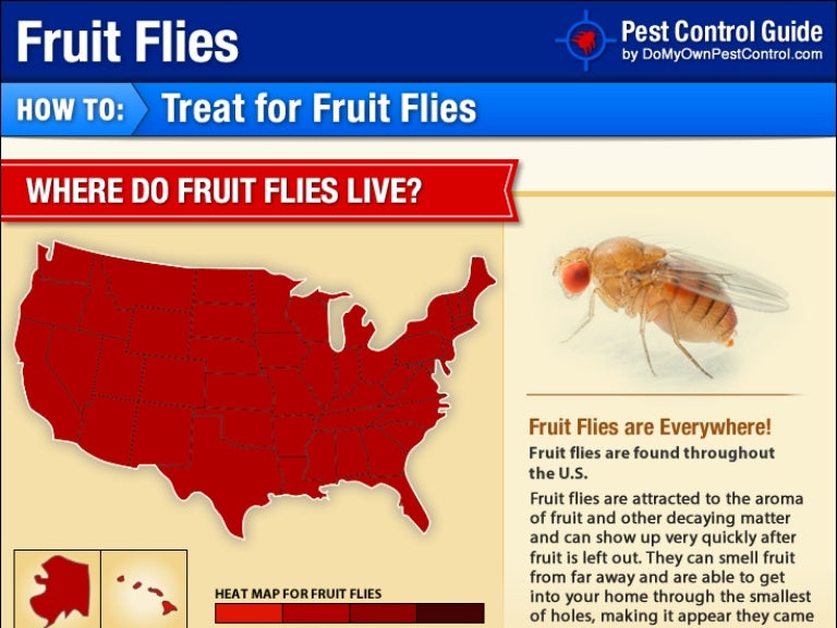 How to Get Rid of Fruit Flies