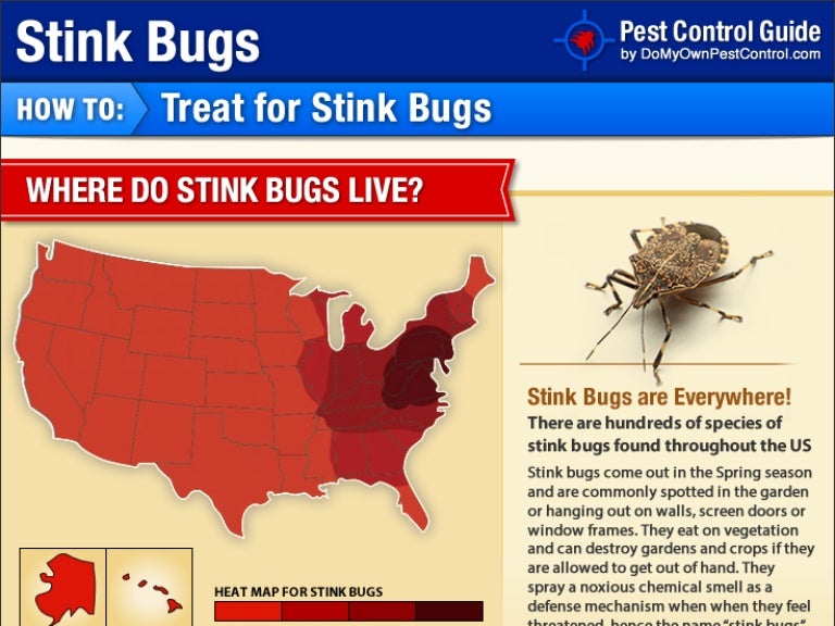 How to Get Rid of Stink Bugs