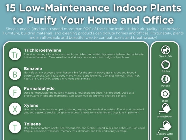 low maintenance indoor plants for office techchatroom 15 lowmaintenance indoor plants to purify the air in your home or ofu2026 low maintenance indoor plants for office techchatroom 15 lowmaintenance indoor plants to purify the air in your home or ofu2026