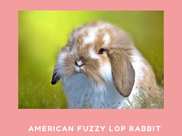 american fuzzy rabbit